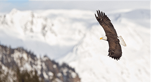 eagle-fill